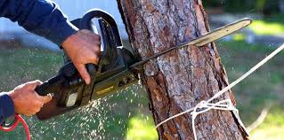 How Our Tree Care Process Works  in  Berry Hill, TN